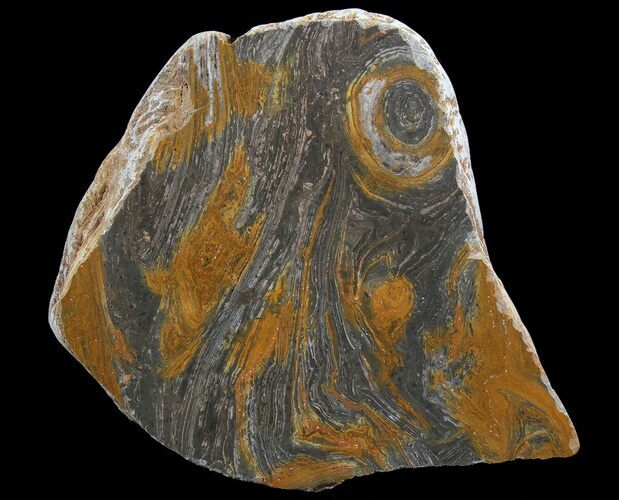 Polished, Mesoproterozoic Stromatolite (Conophyton) - Australia #65043